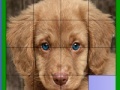 Game Blue eyed dog slide puzzle