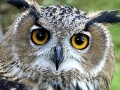 Game Owl