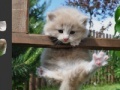 Game Puzzle Kitten