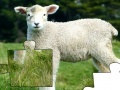 Game Jigsaw: Lamb