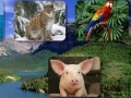 Game Guess the animal sounds